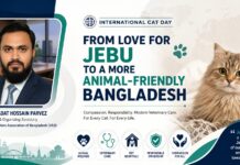 International Cat Day: From Love for Jebu to a More Animal-Friendly Bangladesh