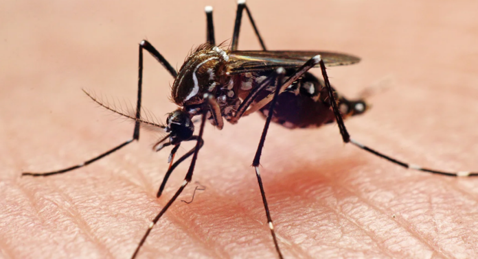 Screenshot 2026-09-13 at 03-19-01 2 die of dengue 1 056 hospitalised in 24 hrs News